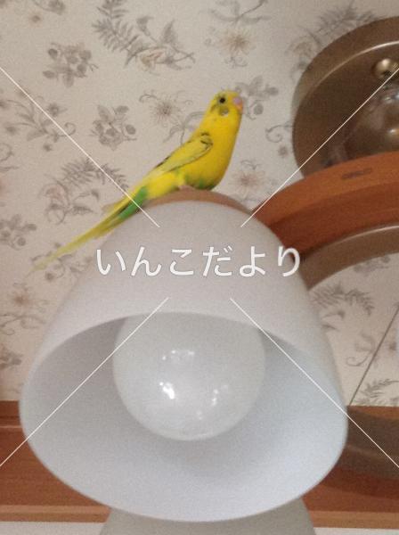 迷い鳥の写真
