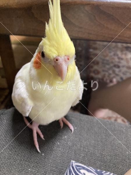 迷い鳥の写真