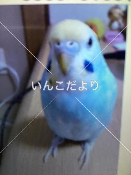 迷い鳥の写真