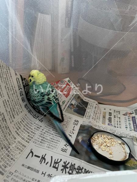 保護鳥の写真