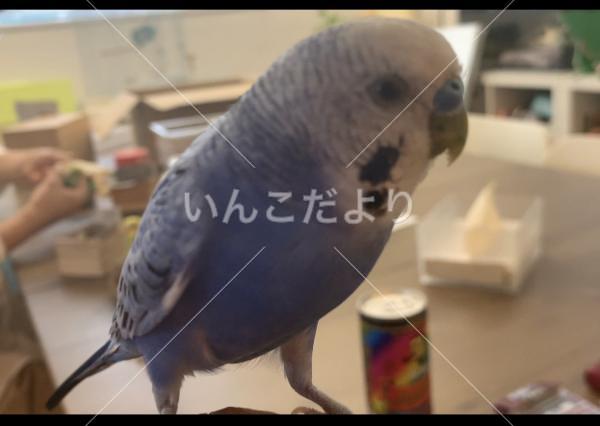迷い鳥の写真