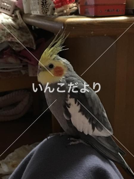 迷い鳥の写真