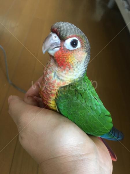 迷い鳥の写真