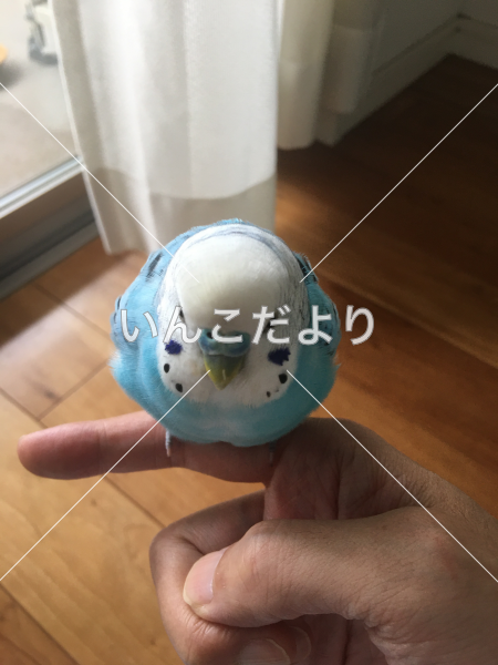 保護鳥の写真