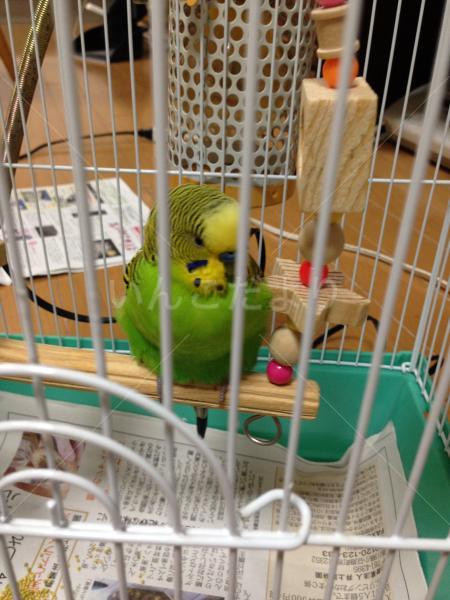 保護鳥の写真