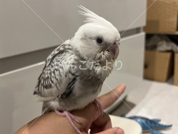 保護鳥の写真