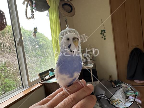 迷い鳥の写真