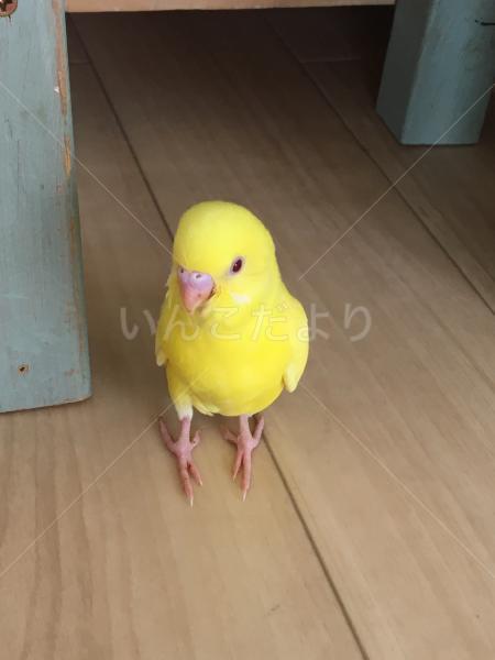 迷い鳥の写真