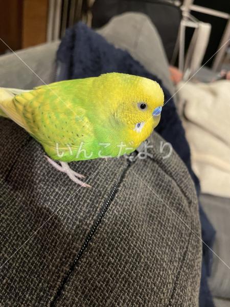 迷い鳥の写真