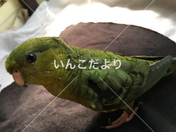 迷い鳥の写真