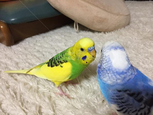迷い鳥の写真