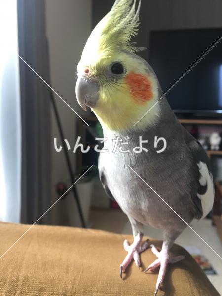 迷い鳥の写真