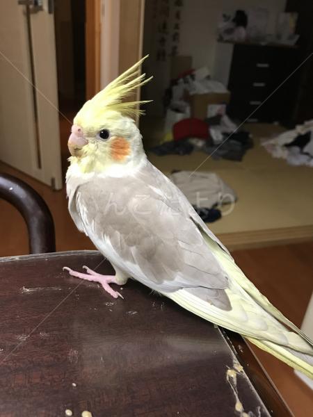 迷い鳥の写真