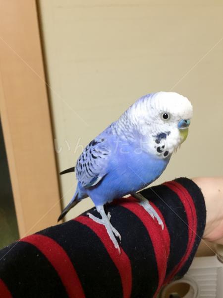 保護鳥の写真