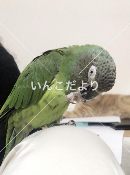 迷い鳥の写真