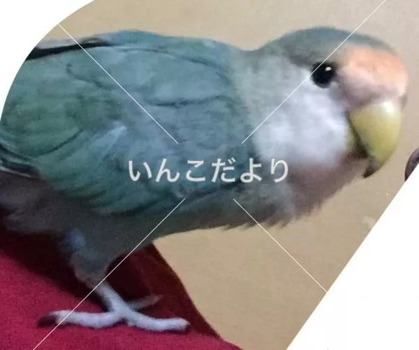 保護鳥の写真