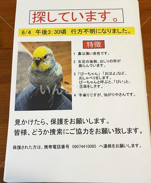迷い鳥の写真