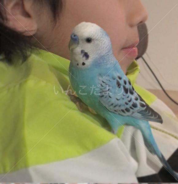 迷い鳥の写真