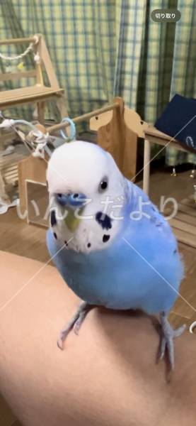 迷い鳥の写真