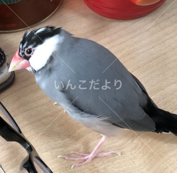 迷い鳥の写真