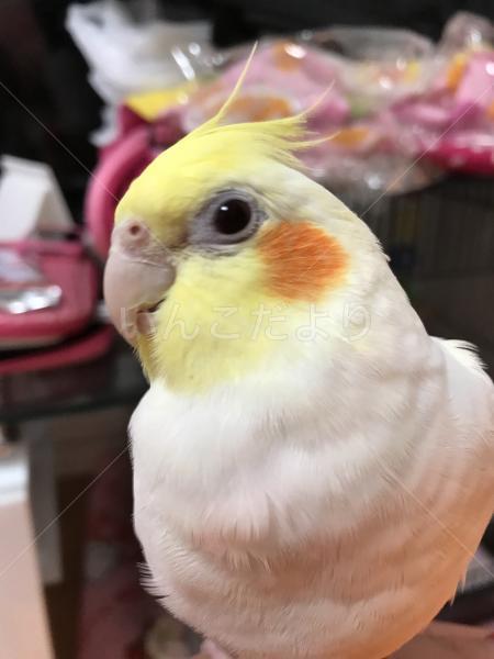 迷い鳥の写真