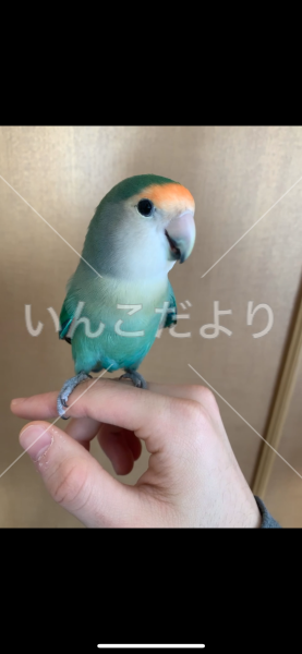 迷い鳥の写真