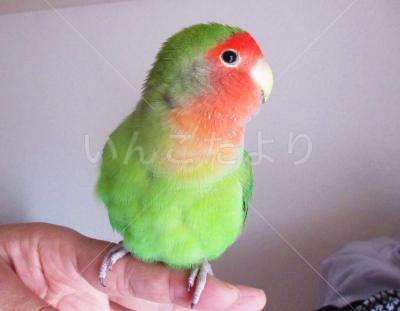 迷い鳥の写真