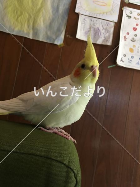 迷い鳥の写真