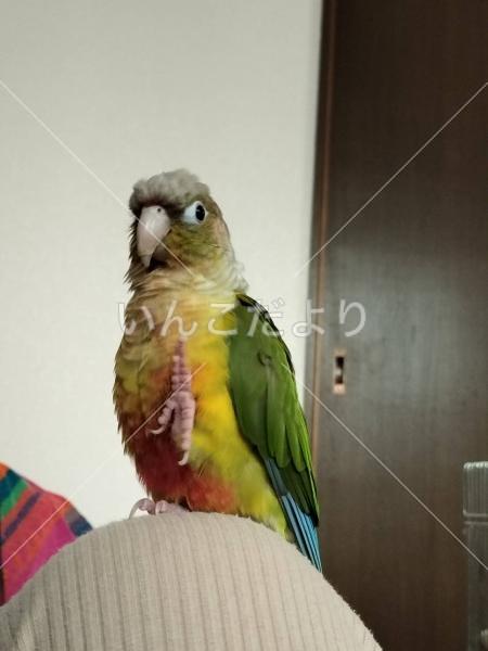 迷い鳥の写真