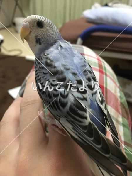 迷い鳥の写真