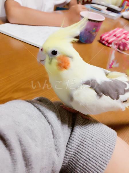 迷い鳥の写真