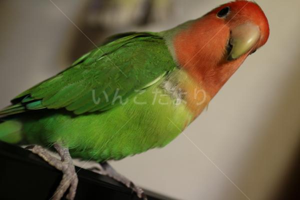 迷い鳥の写真