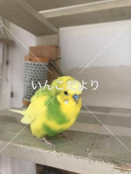 迷い鳥の写真