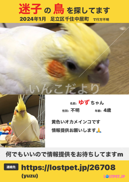 迷い鳥の写真