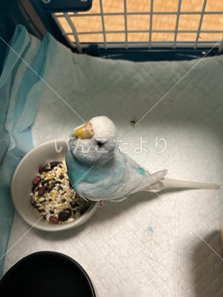 保護鳥の写真