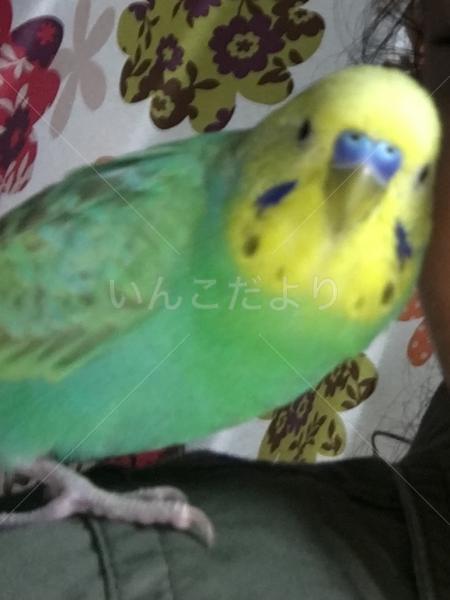 迷い鳥の写真