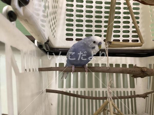 保護鳥の写真