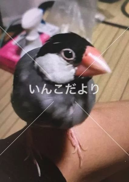 迷い鳥の写真