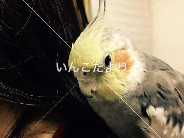 迷い鳥の写真