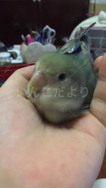 迷い鳥の写真