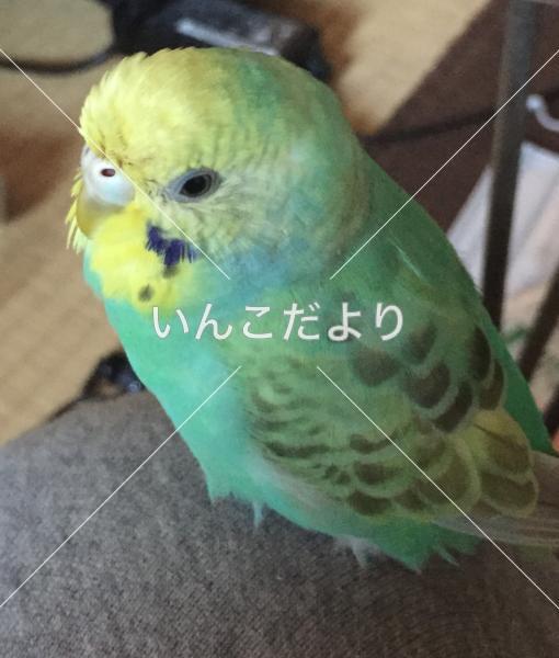 迷い鳥の写真