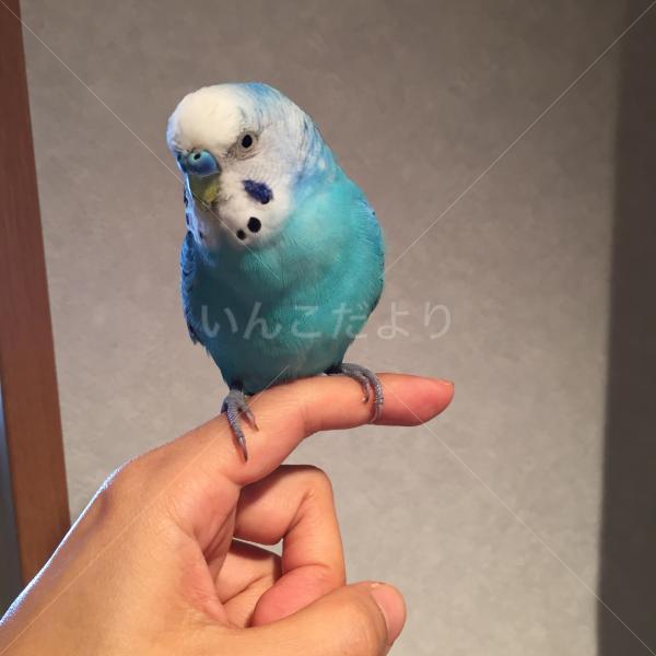 保護鳥の写真
