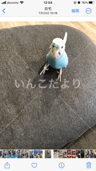 迷い鳥の写真