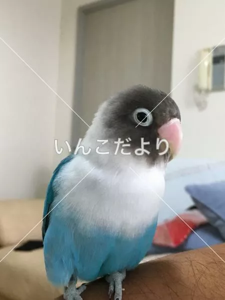 迷い鳥の写真