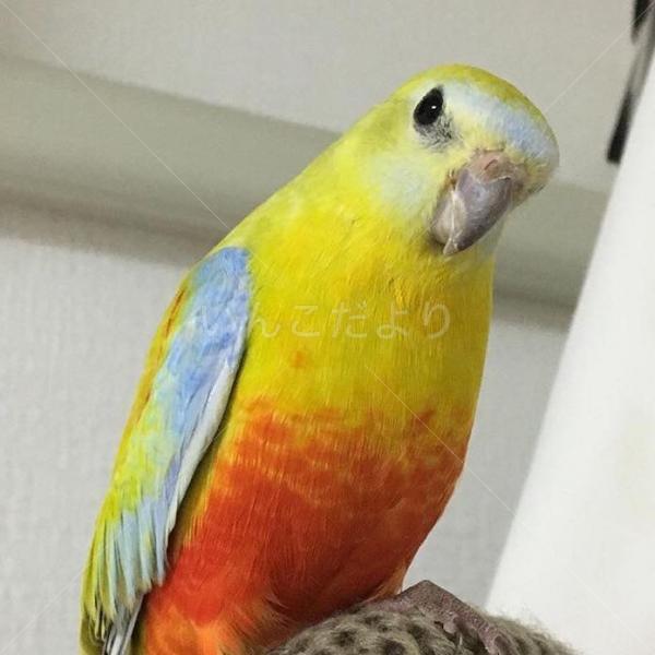 迷い鳥の写真