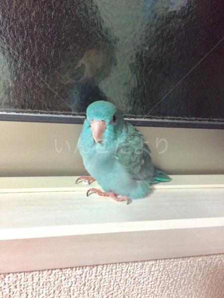迷い鳥の写真