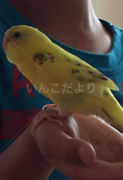 迷い鳥の写真