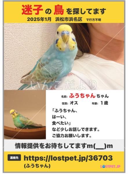 迷い鳥の写真