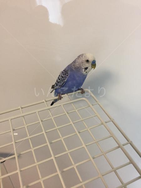 保護鳥の写真