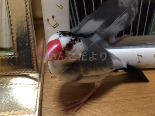 迷い鳥の写真
